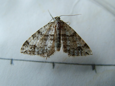 Twin-spot Carpet